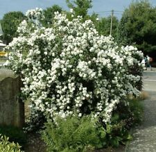 Seringat Blanc Virginal Pot 3L