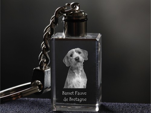Basset fauve bretagne - fauve, de