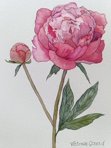 Pivoine peinture aquarelle - pivoine,,