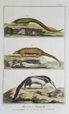 Formichière Pangolino