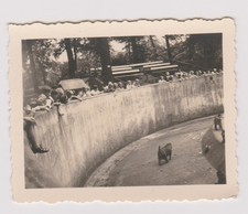 photo ancienne 🎞️ babouin