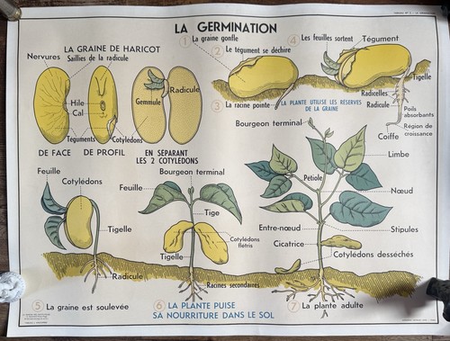 Affiche scolaire vintage - affiche,