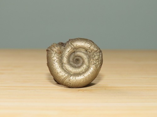 Fossile ammonite pyrite - fossile,