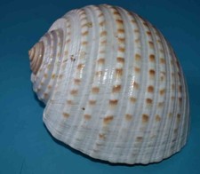 SEA SHELL - COQUILLAGES - TONNIDAE TONNA TESSELLATA 140mm