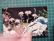 XH1574 CP circa 1970 Edelweiss