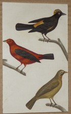 Gravure ancienne de Prêtre 