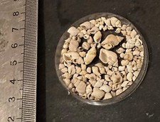 COLLECTION COQUILLAGE FOSSILE : ADMETE EVULSA lot de 12