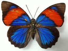 Agrias Narcissus femelle A -