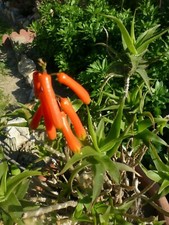  grand lot BOUTURES plantes façiles a vivre EXTéRIEUR mur,végétal  terrasse etc.