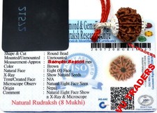 7 Mukhi Rudraksha / Seven Face