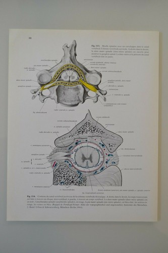 Planche anatomie humaine - d'anatomie,