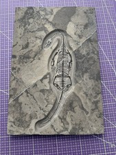 Reptile marin-🦎Fossile