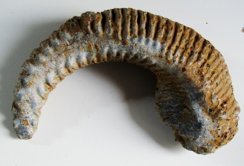 Fossile huître rastellum - fossile, d'huître