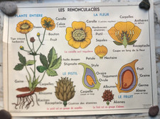 affiche scolaire "LES RENONCULACÉES- LES CRUCIFÈRES " botanique fleur an 60