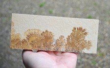 Tranche - Grès dendrites 1000 grammes 20cm - Solnhofen, Allemagne