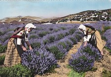 Carte postale postcard 10x15cm