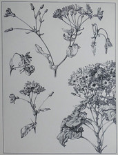 Cinéraire Lithographie