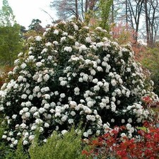 6 Boutures Viorne Tin - Laurier Tin - Viorne Persistante - Haie + HORMONE OFFERT