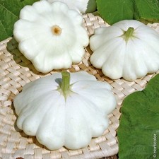 20 graines de courge Pâtisson