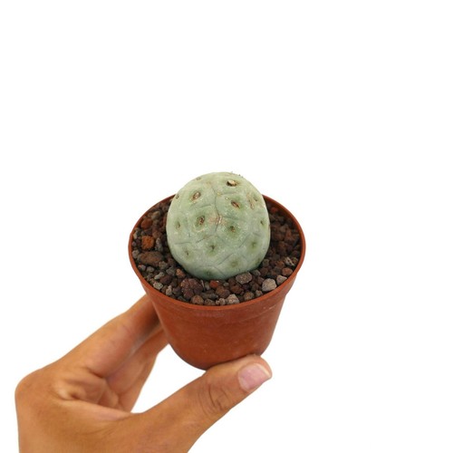 Tephrocactus geometricus one - geometricus,