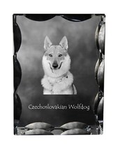 Chien Tchécoslovaque -