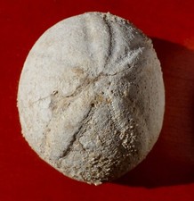 OURSIN FOSSILE DE GIRONDE , ECHINOLAMPAS