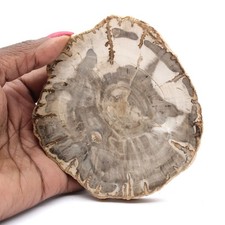 Mini tranche de bois pétrifié poli, petit fossile de collection, Madagascar