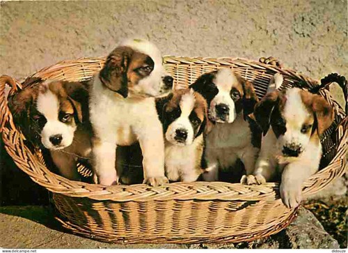 Carte postale animaux - carte,