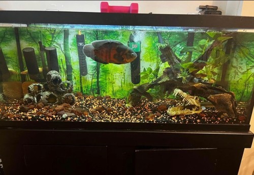 aquarium with all accessories