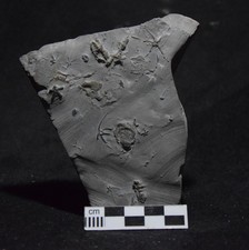 Ophiures de La Voulte