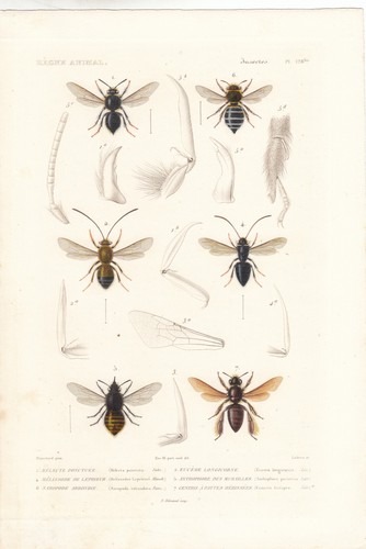 Original rare hand colored - original,