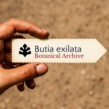 Butia exilata dwarf wooly - exilata, |