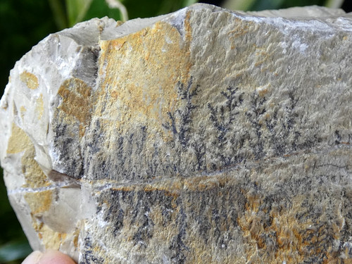 Dendrites manganèse gard - de,