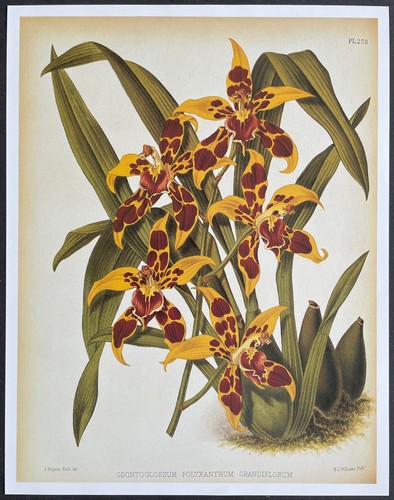 Botanique orchidées - botanique,