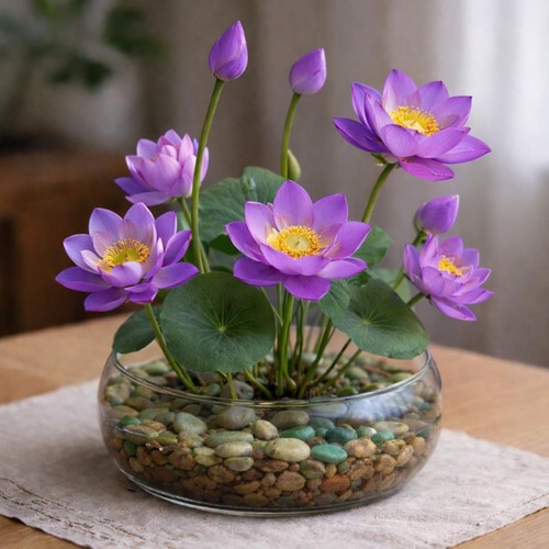 Graines lotus violet - 10,