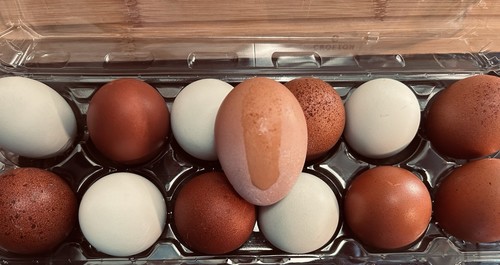 Hatching eggs black copper - eggs:,