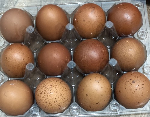 Hatching eggs french - eggs, black