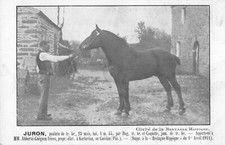 CPA 29 BRETAGNE HIPPIQUE JURON POULAIN DE TRAIT A Mr ABHERVE GUEGUEN KERLAVIOU