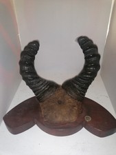 Trophée de chasse – Corne