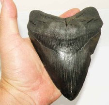 Dent fossile requin - dent,