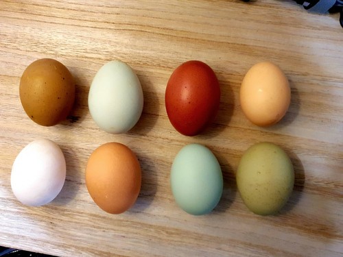 Oeufs fécondés au - 12,