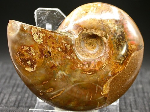 Ammonite polie opalescente - opalescente,