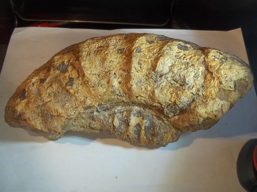 Fossile gros fragment - ,