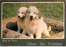 Carte postale animaux - carte,