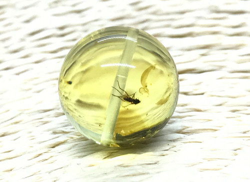 Ambre cadeau insecte perle - ambre,