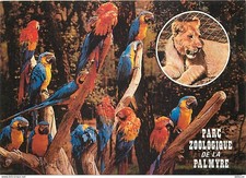 Animaux - Oiseaux - Perroquet