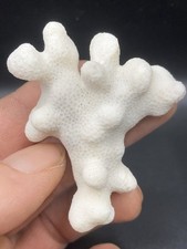 2.4'' / 6,1 cm - Très beau Corail blanc ancien