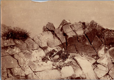 Écosse, Bass Rock, Nid d'oiseau dans le rocher, Vintage print, ca.1875 Tira