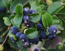 Cat Thorn - Baboon Rope -