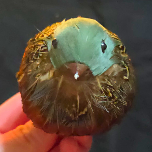 Taxidermy sparrow bird mount - sparrow,